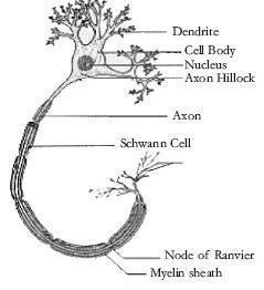 Motor Neuron